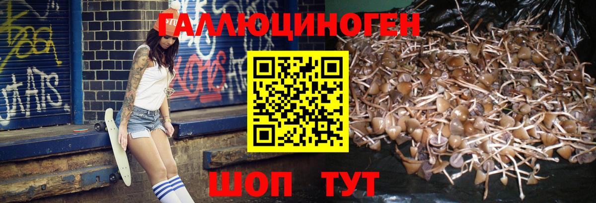 Псилоцибиновые грибы Psilocybine cubensis Муравленко